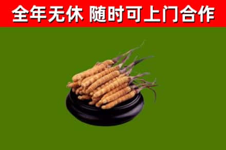 曲靖回收冬虫夏草