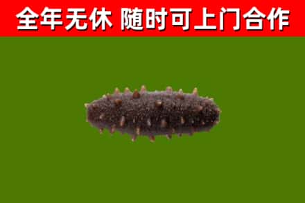 曲靖回收海参干